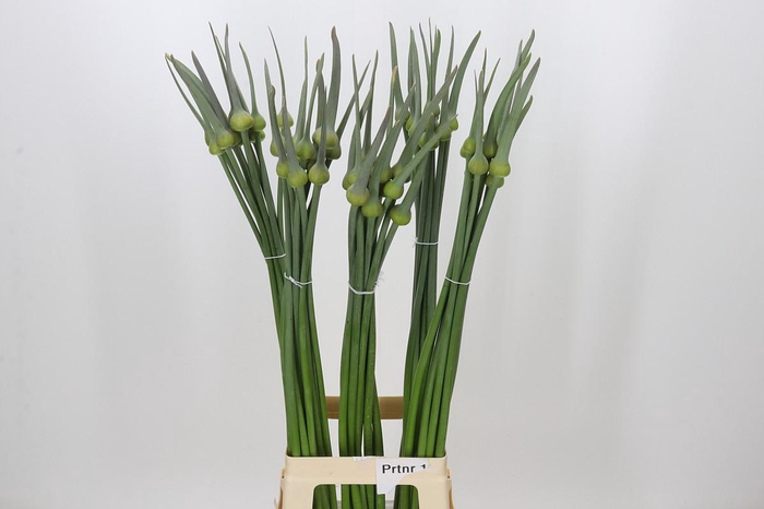 <h4>Allium Cepa Judith</h4>
