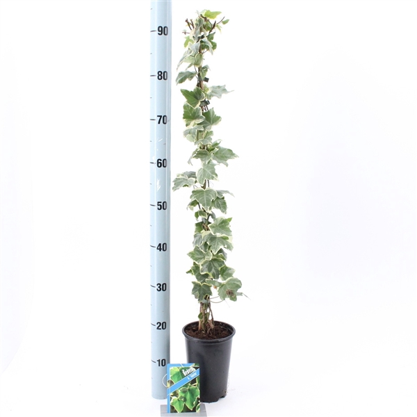 <h4>Hedera hel. ‘Glacier’ --gestokt 70 cm</h4>