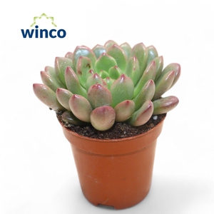 Graptoveria Bashfull