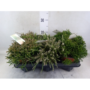 Rhipsalis   ...mix