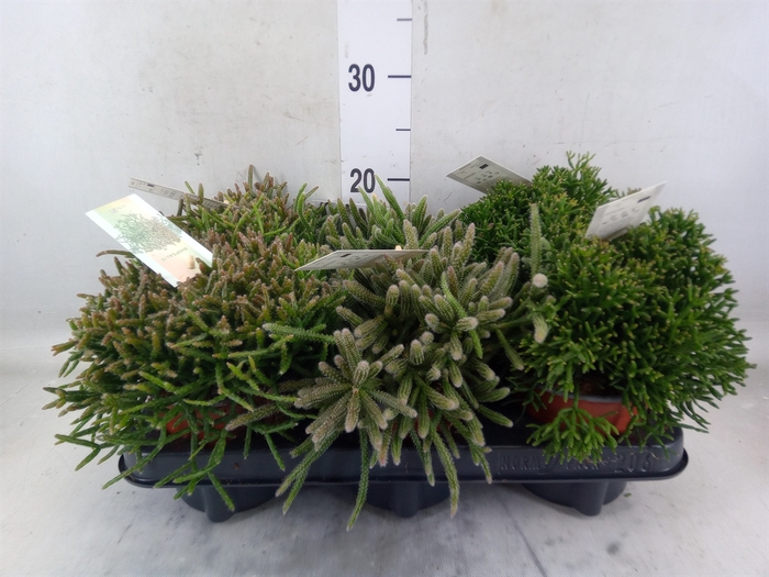 <h4>Rhipsalis   ...mix</h4>