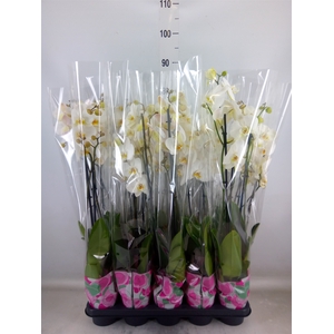 Phalaenopsis   ...white