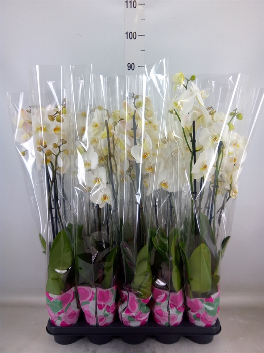 <h4>Phalaenopsis   ...white</h4>