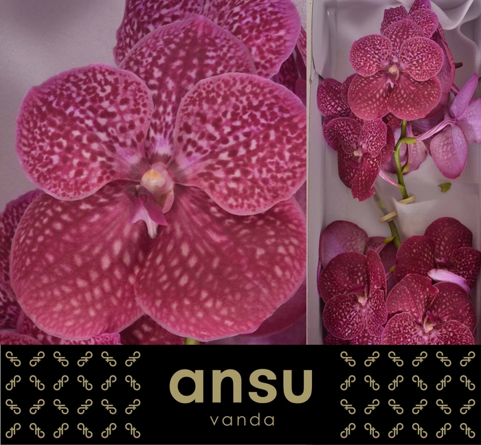 Vanda Sunanda Crimson Love