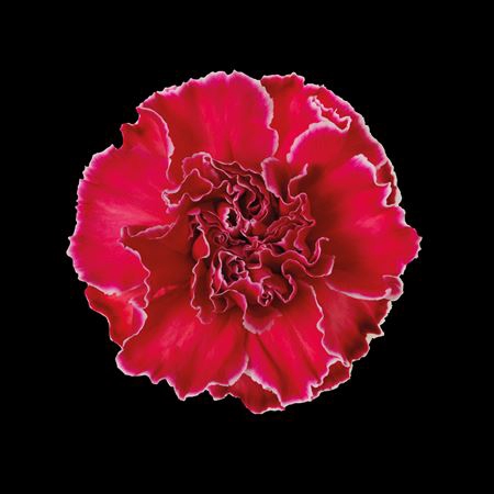 <h4>Dianthus St Red</h4>