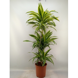 Dracaena fr de 'LemonLime'