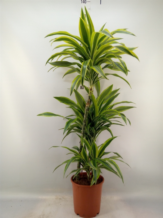 <h4>Dracaena fr de 'LemonLime'</h4>