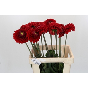 Dahlia Red Flag