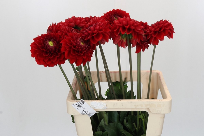 <h4>Dahlia Red Flag</h4>