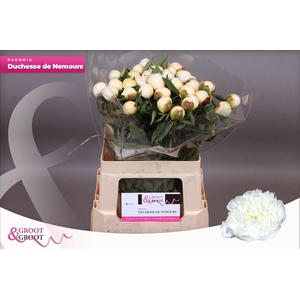 Paeonia duchess de nemours