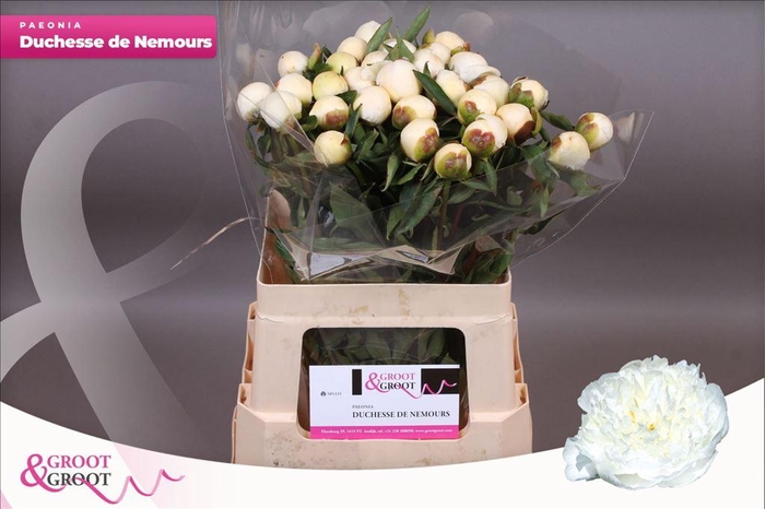 <h4>Paeonia duchess de nemours</h4>