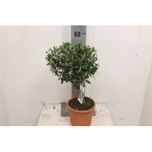 Olea Europaea Op Stam