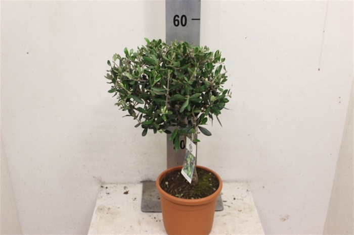 <h4>Olea Europaea Op Stam</h4>