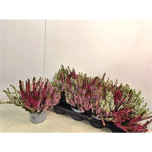 Callunova Trios P13 Rot Rosa Weiss