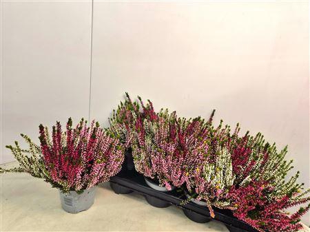 <h4>Callunova Trios P13 Rot Rosa Weiss</h4>