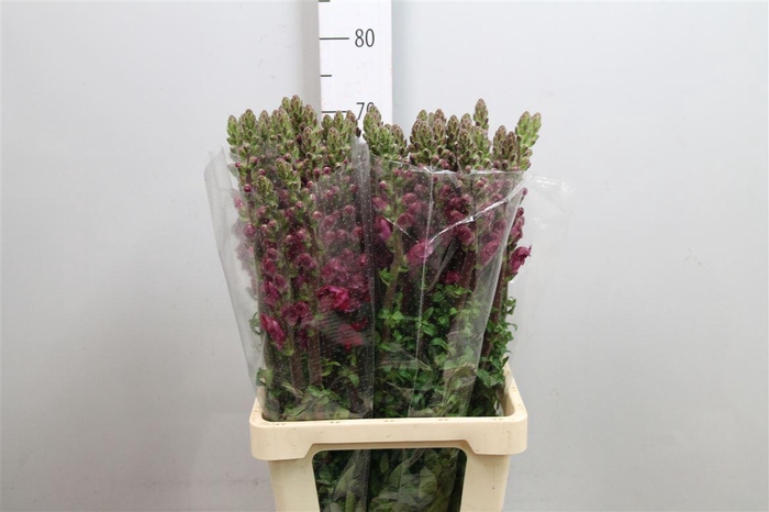 <h4>Antir It. Red</h4>