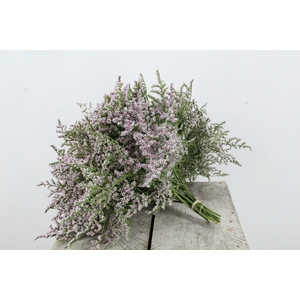 DF GONIO TATARICUM 15 TAK