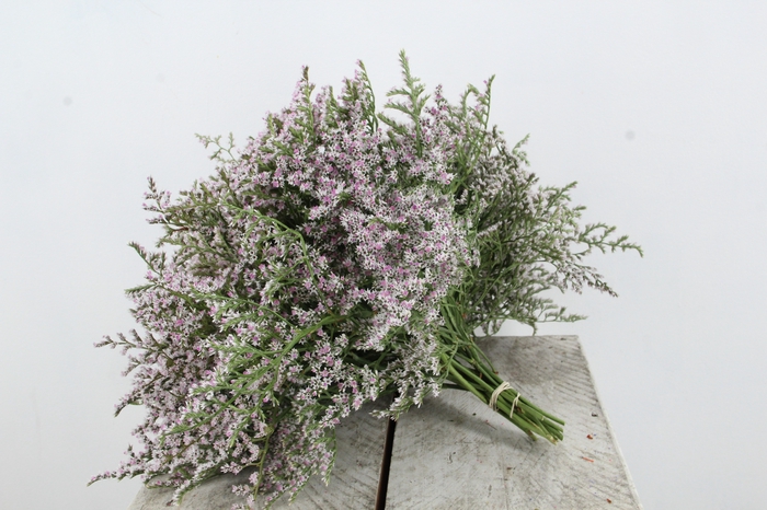 <h4>DF GONIO TATARICUM 15 TAK</h4>