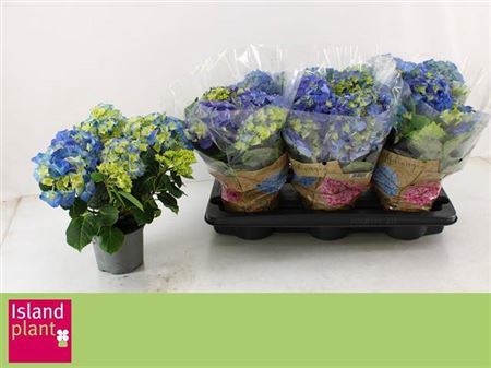 <h4>Hydr M Early Blue 5-8 Bloemen++</h4>