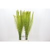 Eremurus Shelford Yellow Sun