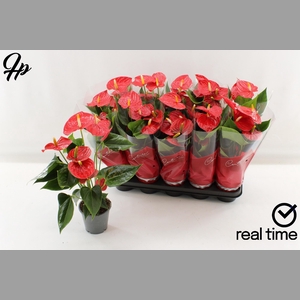 ANTHU AN ESUDO