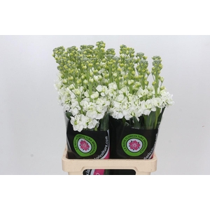 Matthiola Iron White