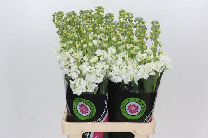 Matthiola Iron White