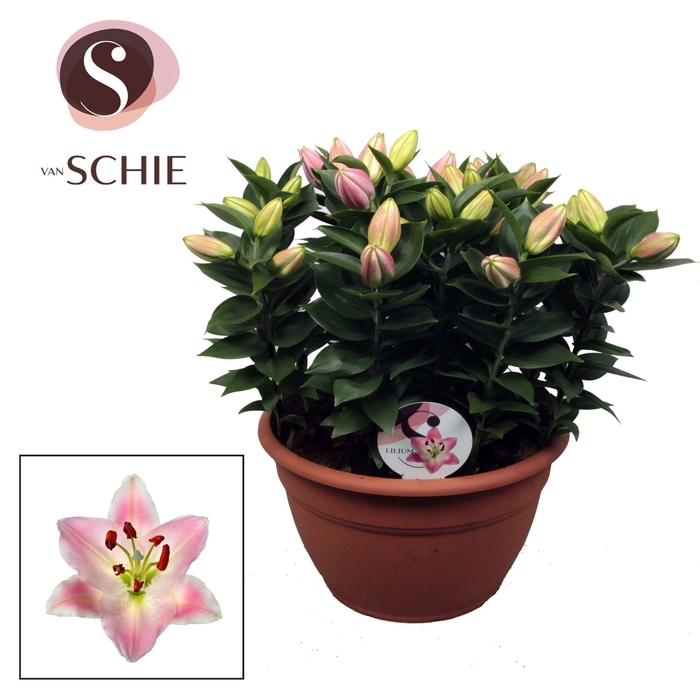 <h4>Lilium Or. Souvenir XL 15pp</h4>
