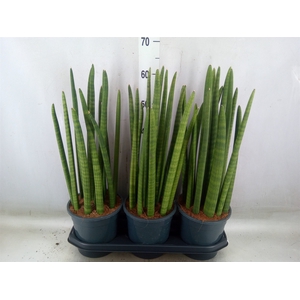 Sansevieria cyl.  ...