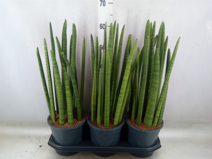 <h4>Sansevieria cyl.  ...</h4>