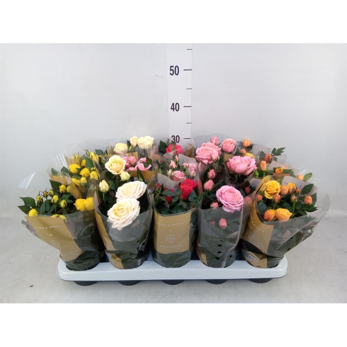 <h4>Rosa 'Kordana Grande' ...mix</h4>