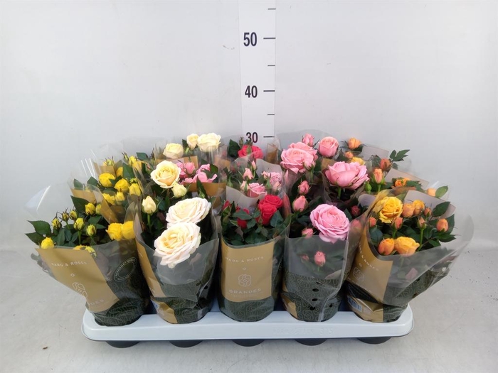 Rosa  'Kordana Grande'   ...mix