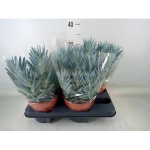 Curio ficoides 'Stelvio'