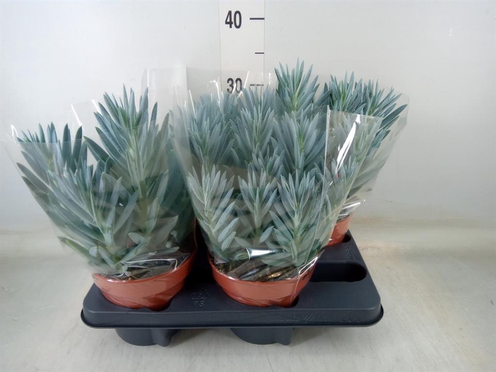 <h4>Curio ficoides 'Stelvio'</h4>