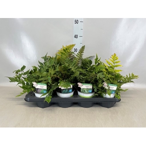 Ferns   ...