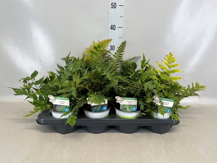 <h4>Ferns   ...</h4>