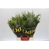 BQ Cape Greenmix