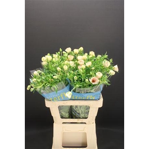 Ran Butterfly Melissa 70cm