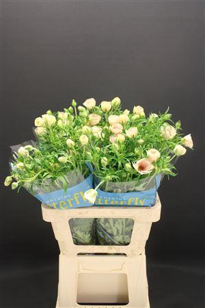 <h4>Ran Butterfly Melissa 60cm</h4>