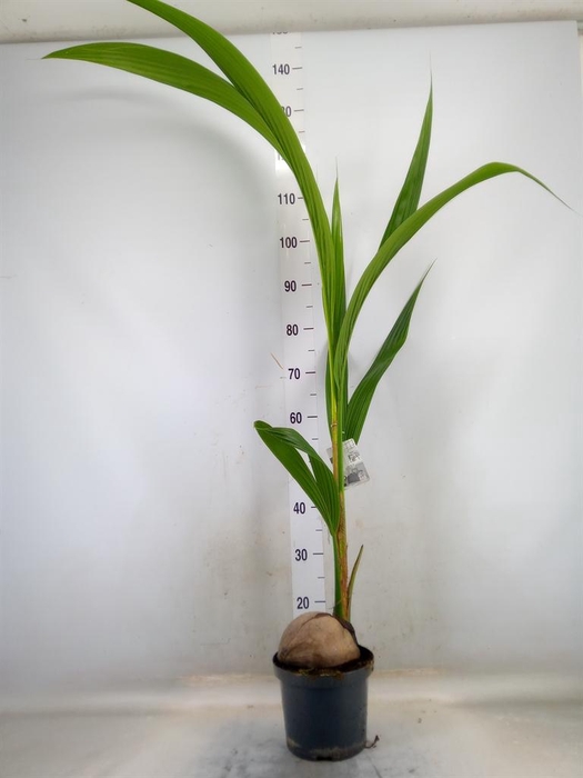 <h4>Cocos nucifera</h4>