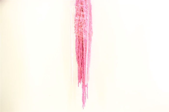 Pres Amaranthus Caud Pink Bunch