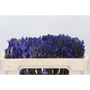 Agapanthus EYFORI Blue