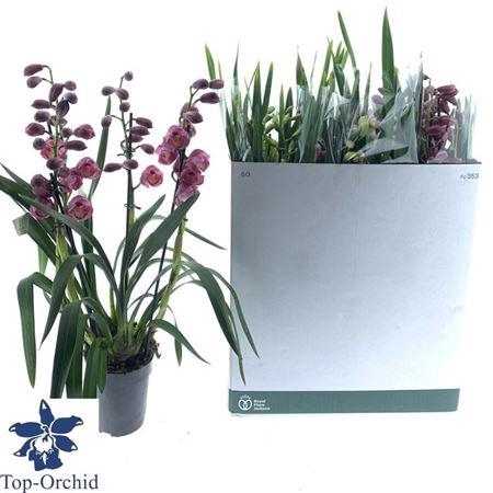 <h4>Cymb Gemengd 4 Branches</h4>