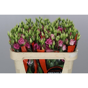 EUS G ROSI ROSE PINK