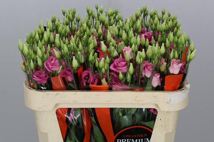 <h4>EUS G ROSI ROSE PINK</h4>