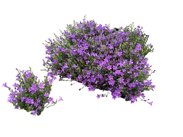 <h4>CAMP POR ROYAL</h4>