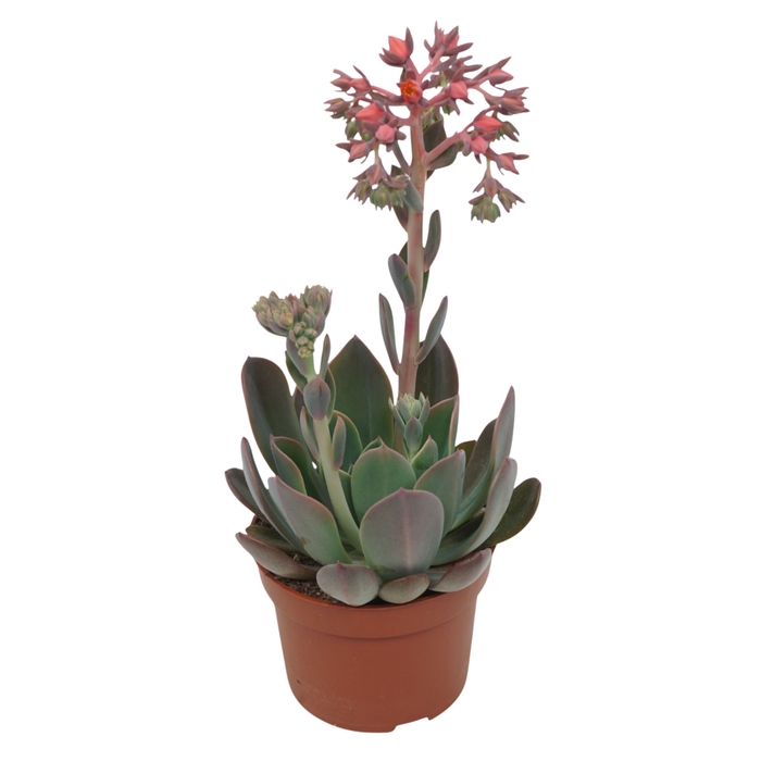 <h4>Echeveria Blue Prince</h4>