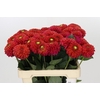 Dahlia Orange Fox