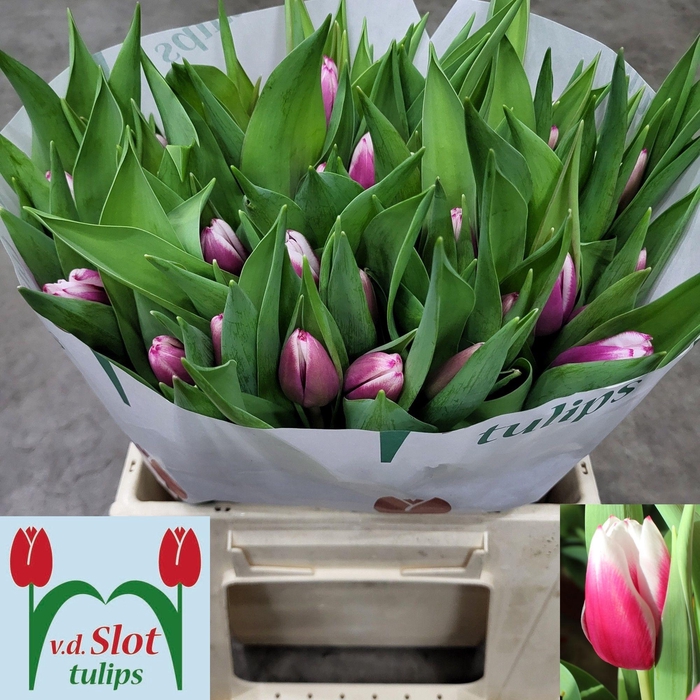 <h4>TU EN KAMALIYA</h4>