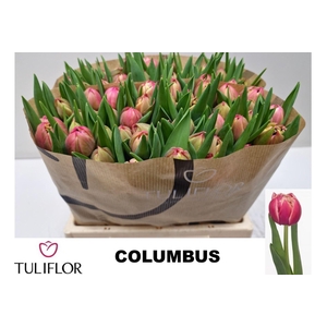 TULIPA DU 'COLUMBUS'